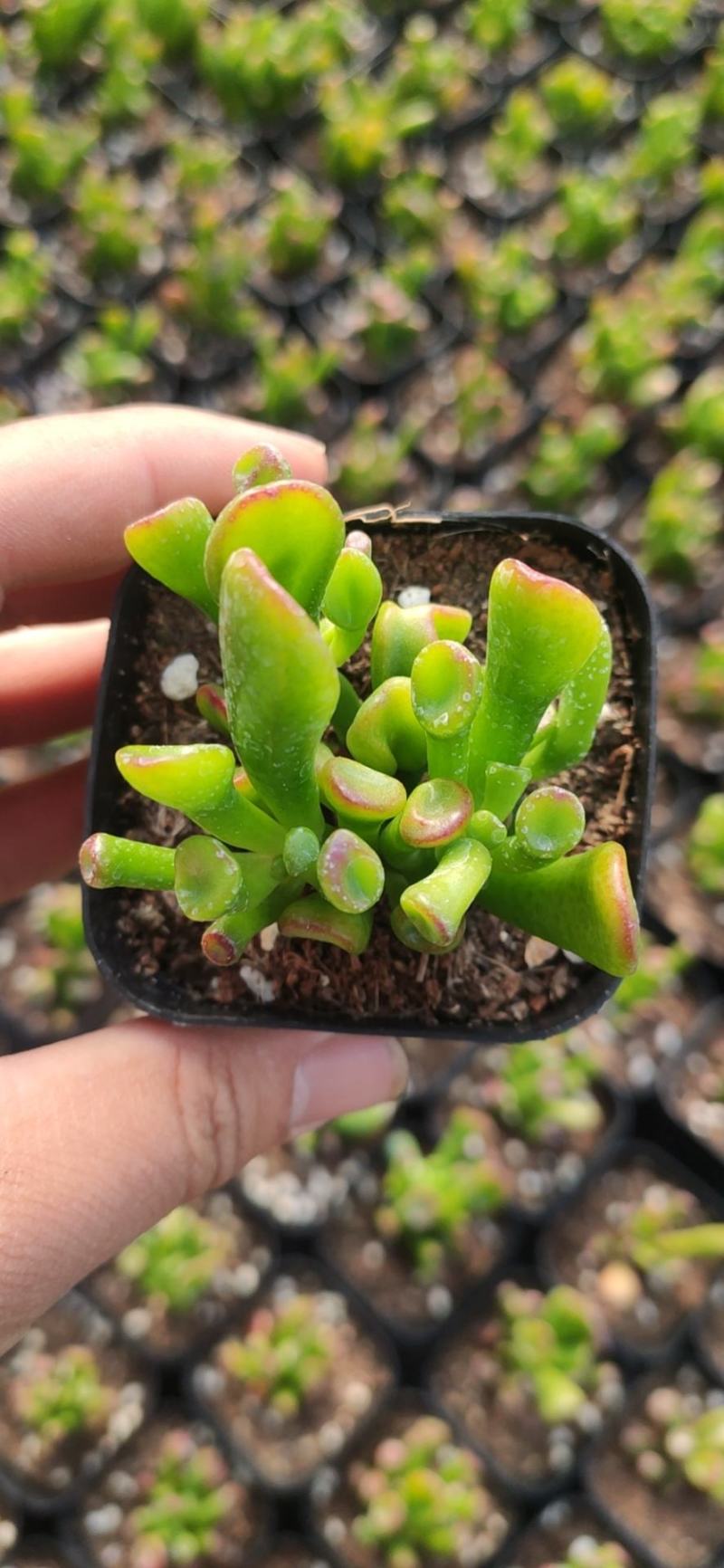吸财树多肉植物50/70装