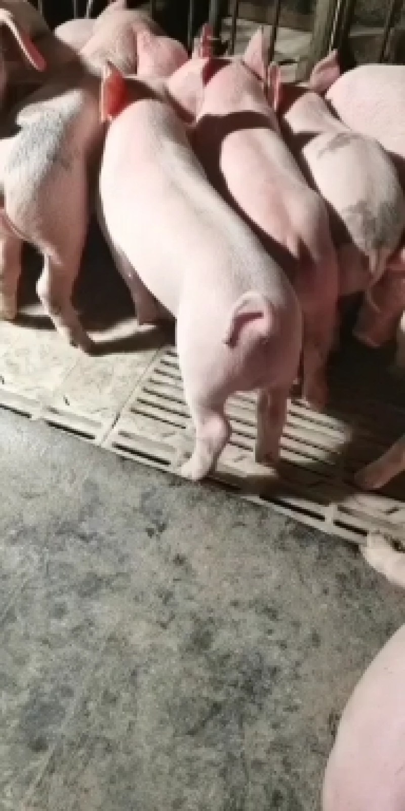 【精品三元仔猪】防疫齐全，基地直供，包成活率，全国发货