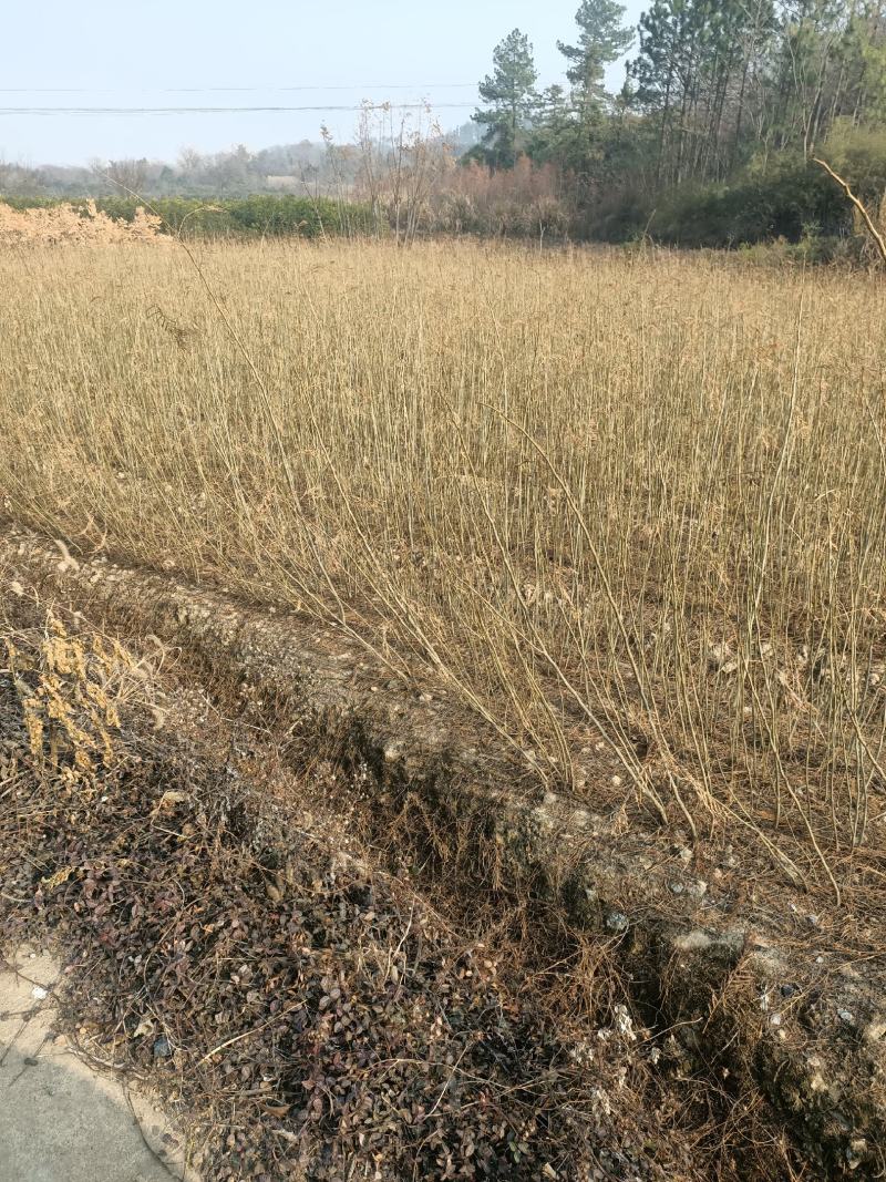 乌桕小苗，欢迎新老客户前来订够，期待新朋友的到来。