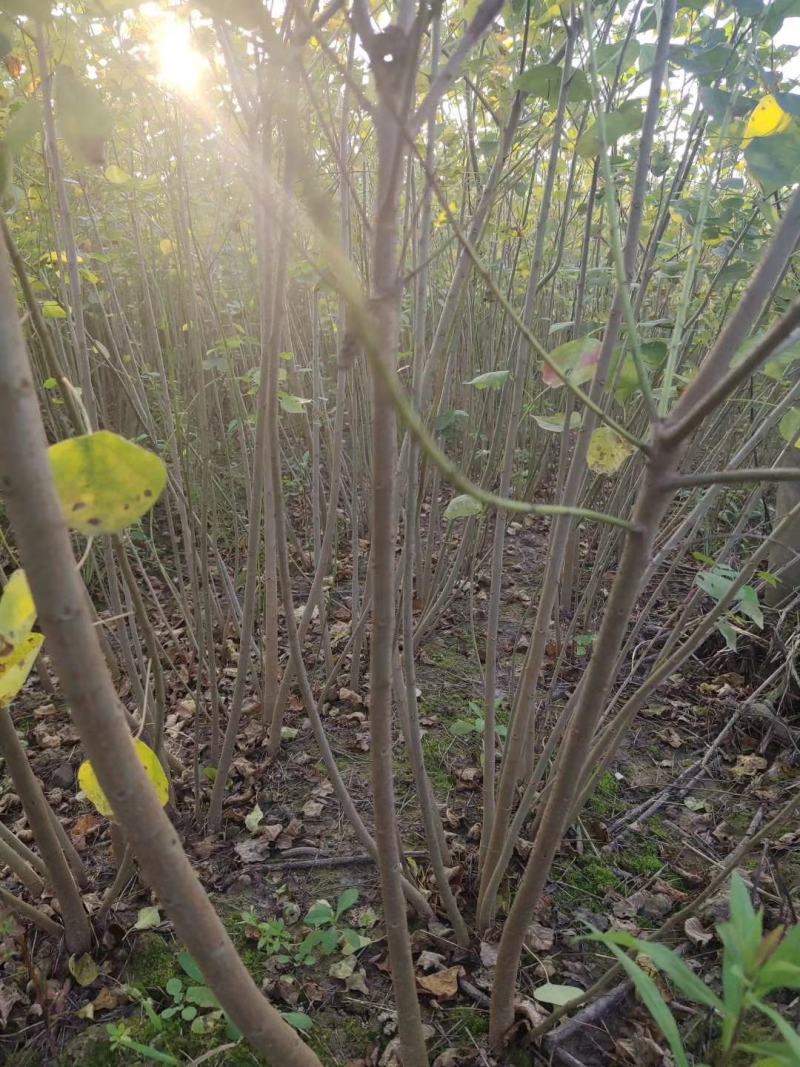 乌桕小苗，欢迎新老客户前来订够，期待新朋友的到来。