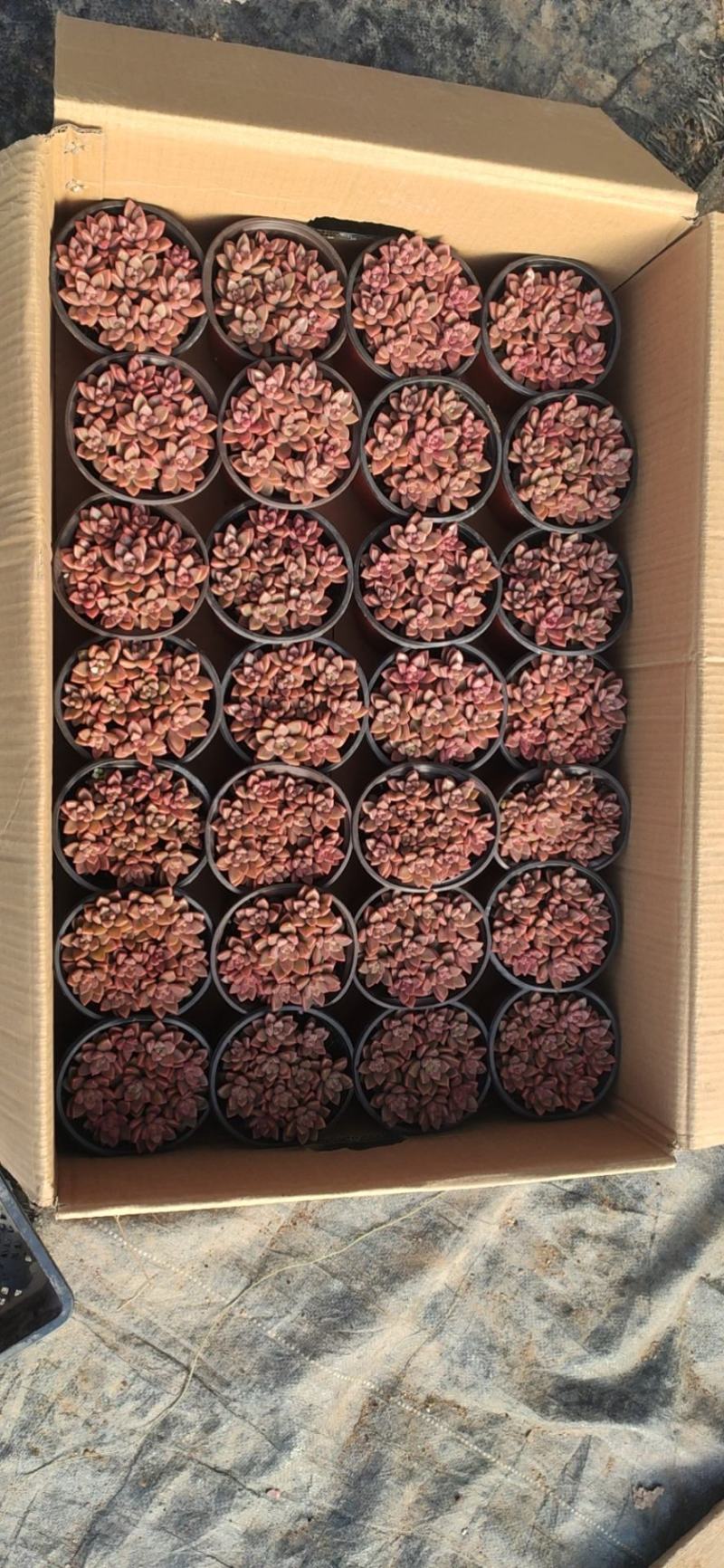 12厘米盆姬胧月（散）