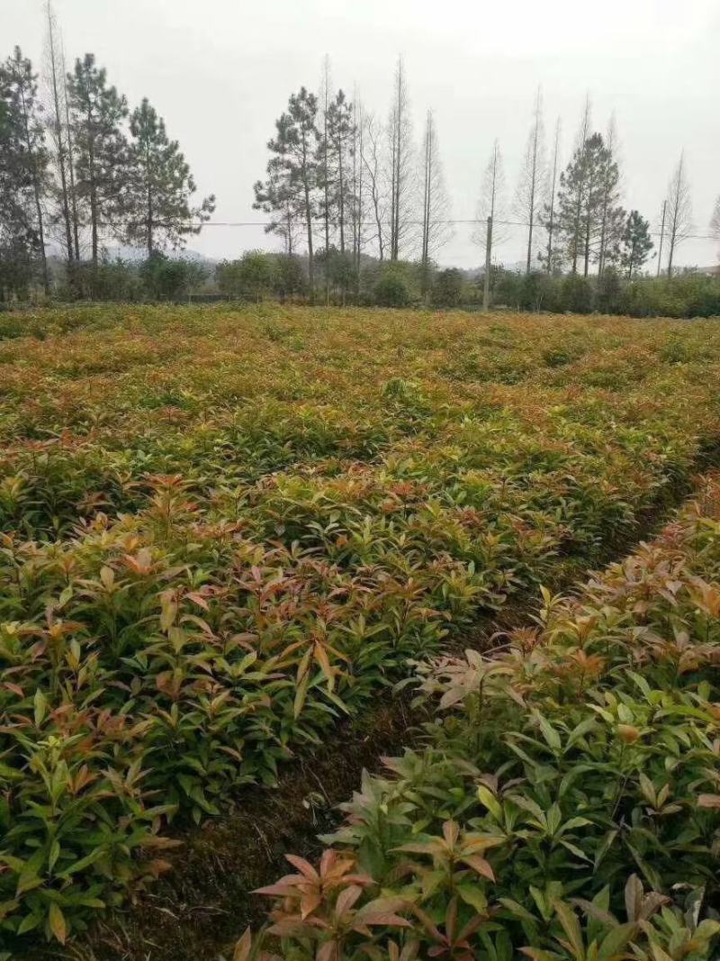 木荷小苗，品种优，本公司常年供应。木荷小苗。