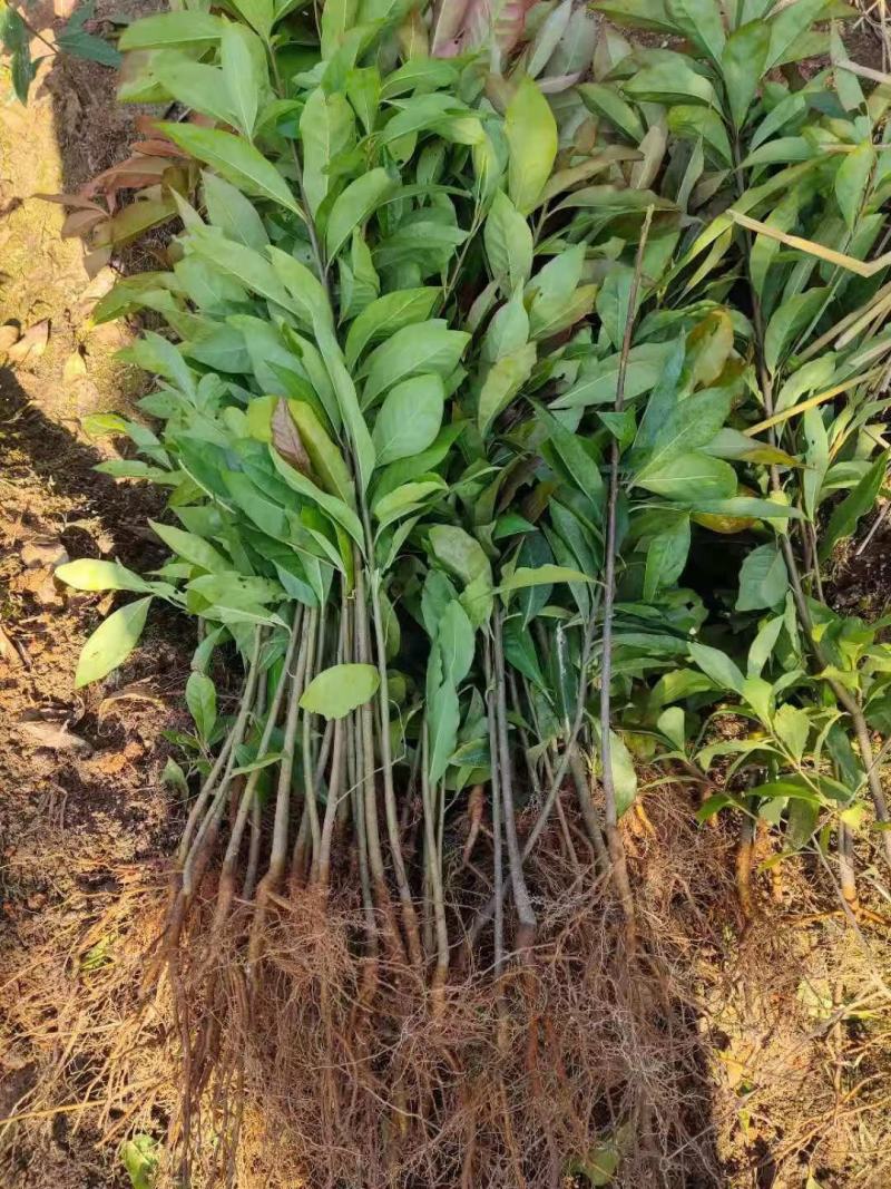 木荷小苗，品种优，本公司常年供应。木荷小苗。