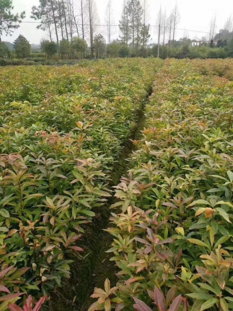 木荷小苗，品种优，本公司常年供应。木荷小苗。