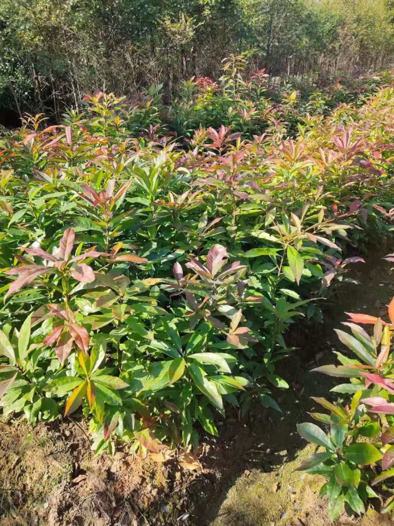 木荷小苗，品种优，本公司常年供应。木荷小苗。