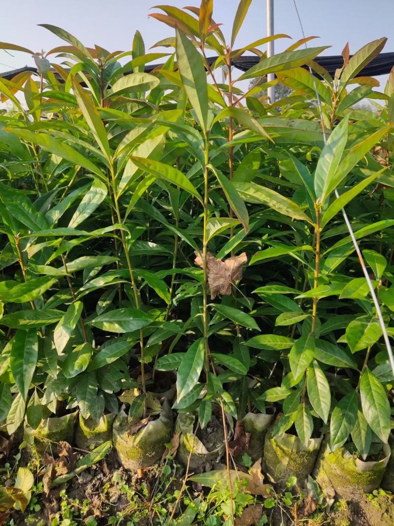 木荷小苗，品种优，本公司常年供应。木荷小苗。