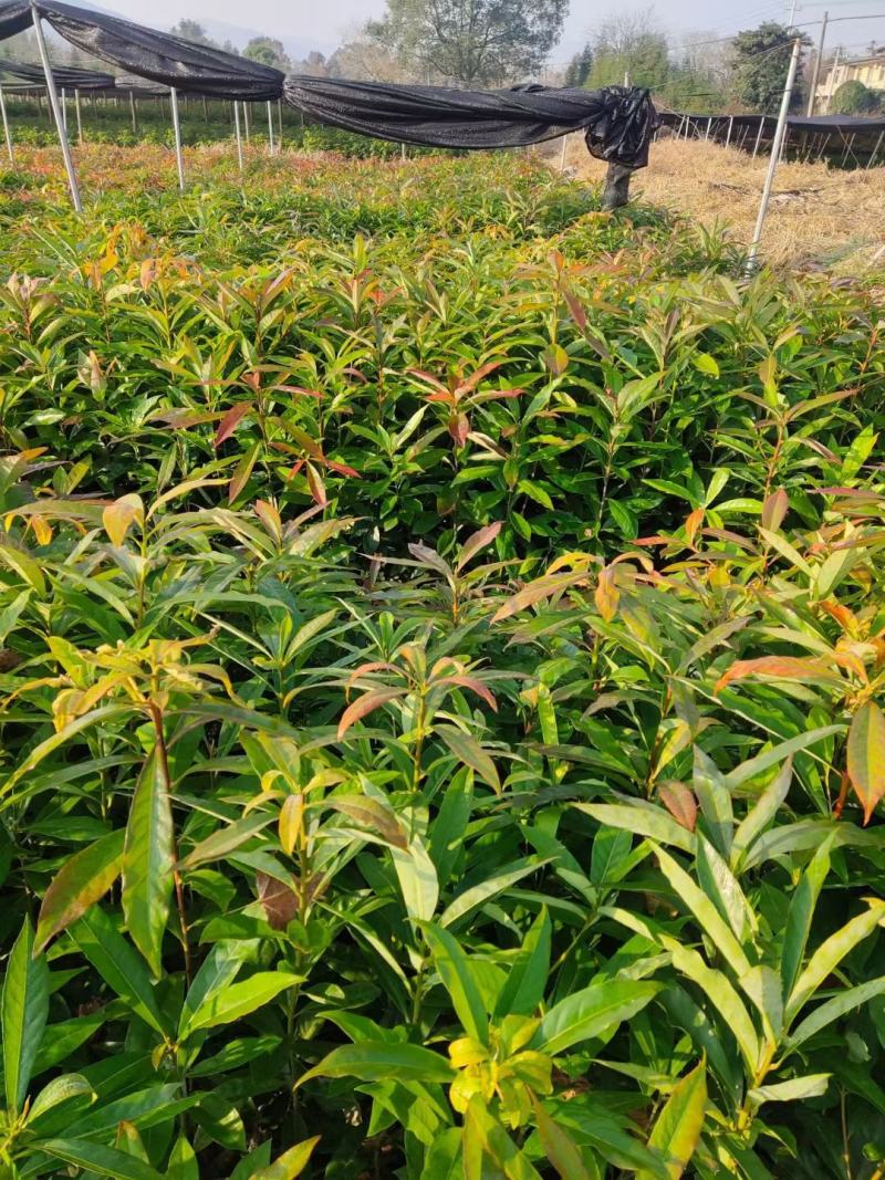 木荷小苗，品种优，本公司常年供应。木荷小苗。