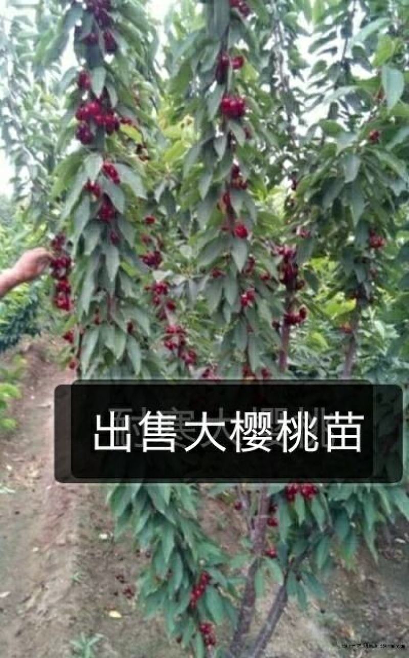 俄8大樱桃苗，耐寒品种，南北方都可以种植