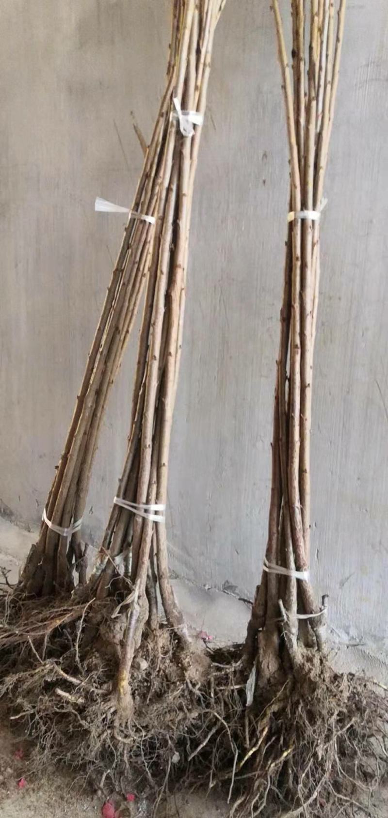 俄8大樱桃苗，耐寒品种，南北方都可以种植