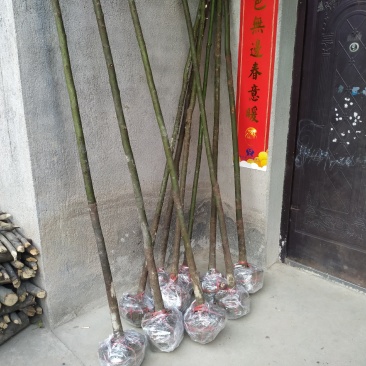香樟苗，香樟树苗，樟树，批发零售，2株起发2到8公分包邮