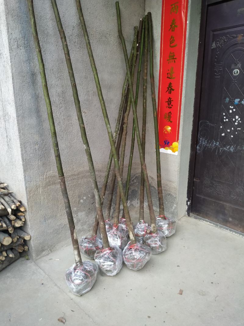 香樟苗，香樟树苗，樟树，批发零售，2株起发2到8公分包邮