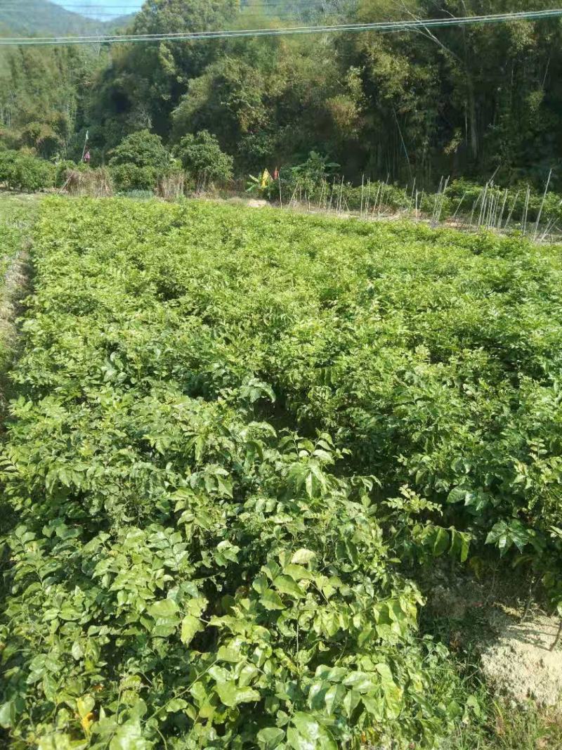 大量供应黑黄皮苗，质量保证，诚信经营