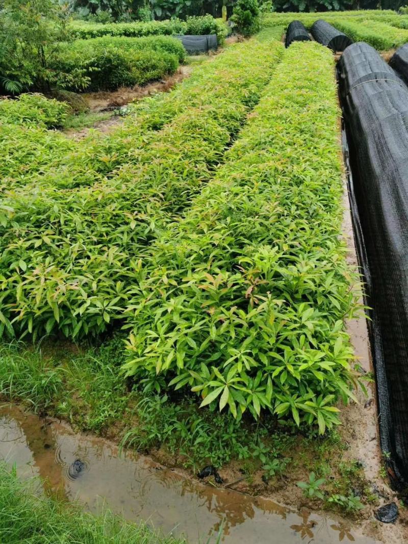 木荷小苗，品种优，本公司常年供应。木荷小苗。