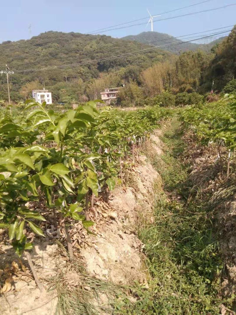 大量供应黑黄皮苗，质量保证，诚信经营