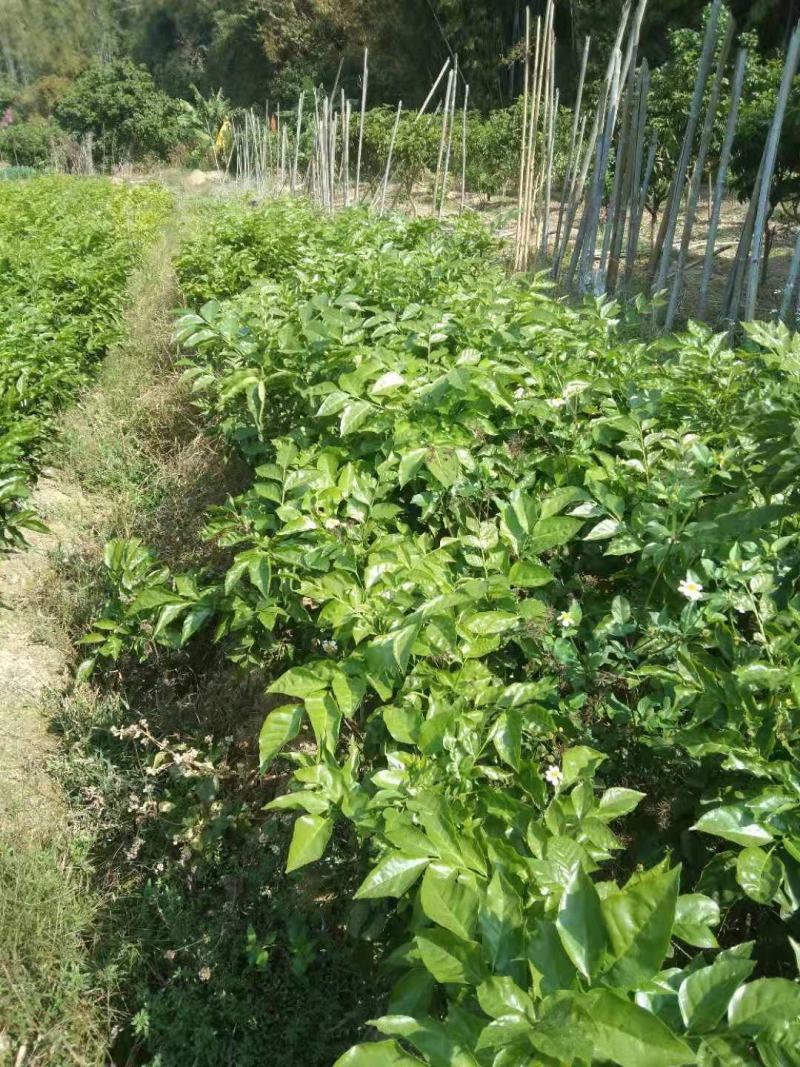 大量供应黑黄皮苗，质量保证，诚信经营