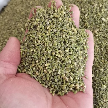 槐米槐花米新货颜色好无硫干货国槐米