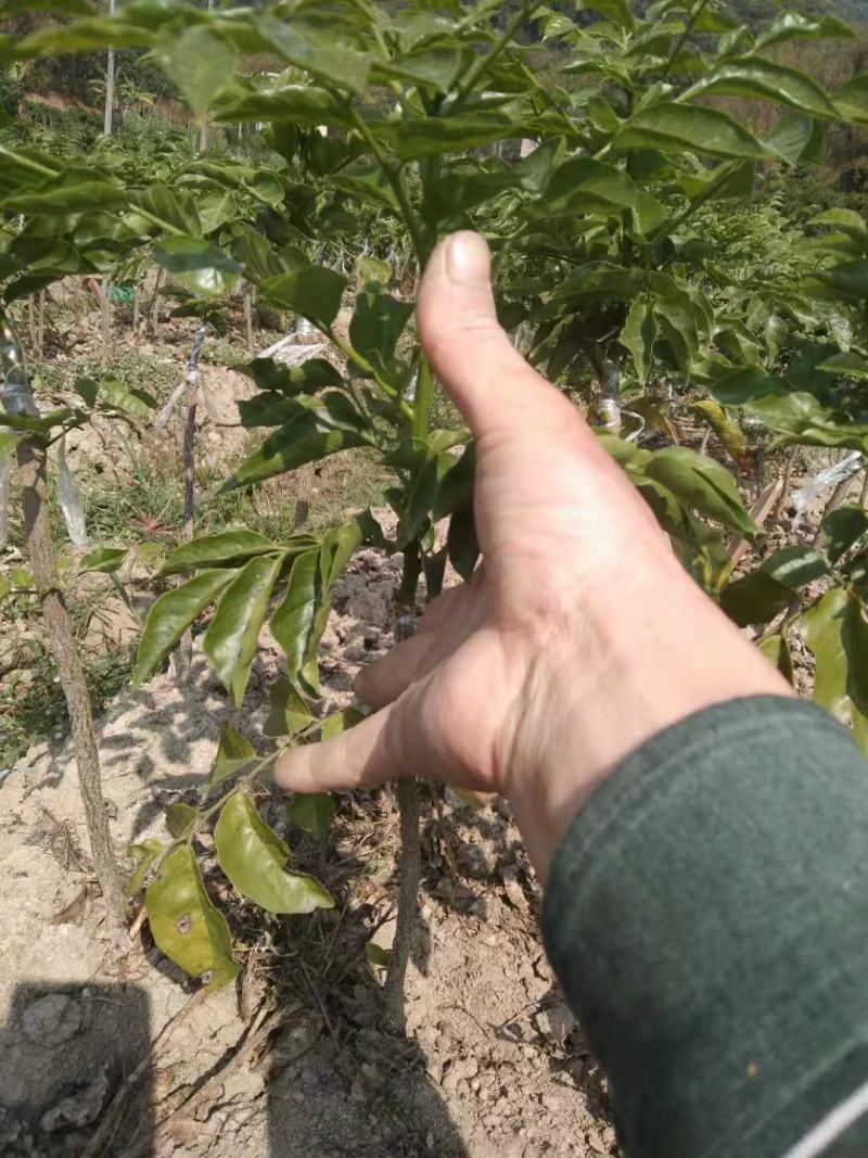 大量供应黑黄皮苗，质量保证，诚信经营