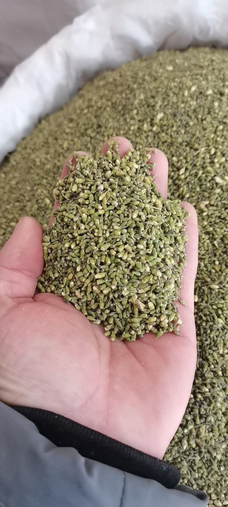 槐米槐花米新货颜色好无硫干货国槐米
