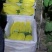 头茬羊角蜜甜瓜甜瓜基地大量对接电商批发商微商市场