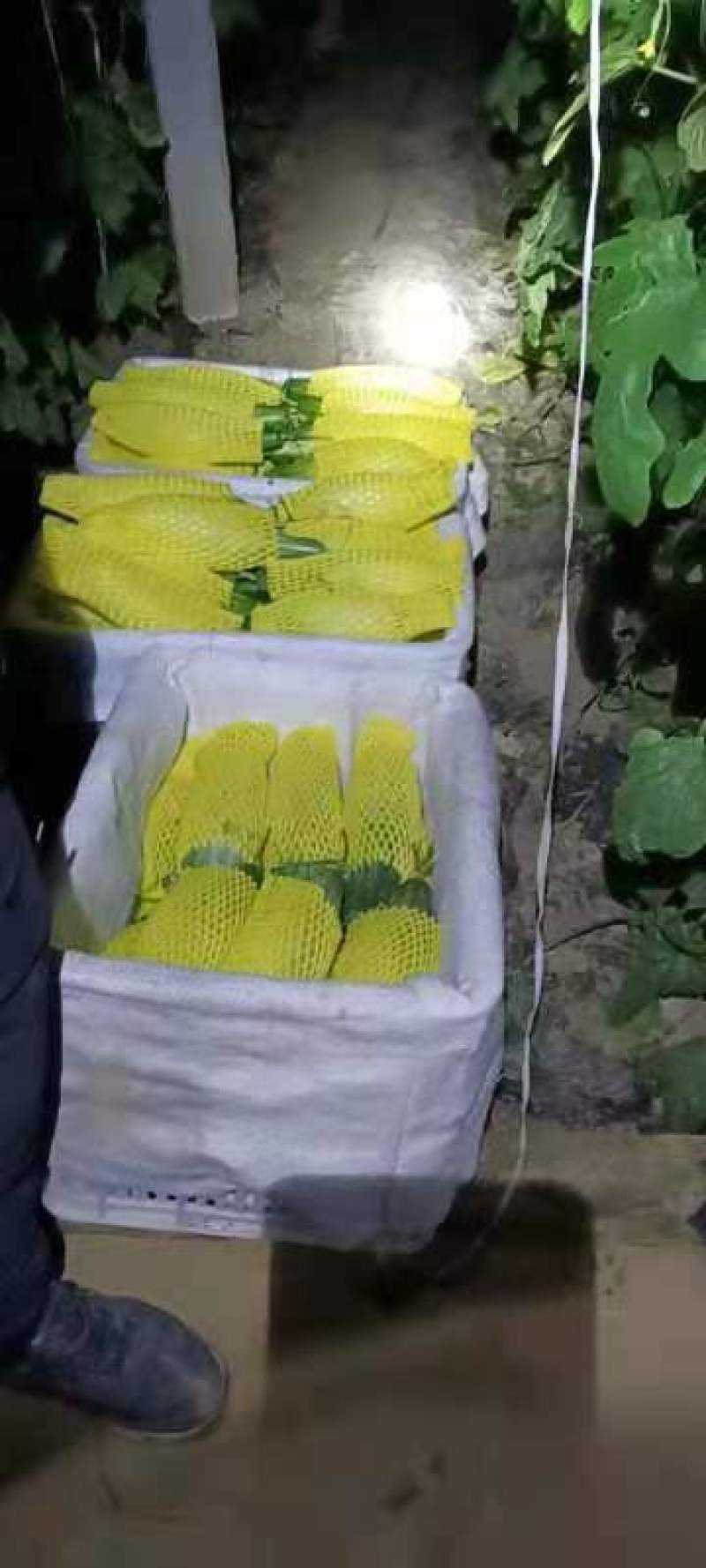 头茬羊角蜜甜瓜甜瓜基地大量对接电商批发商微商市场