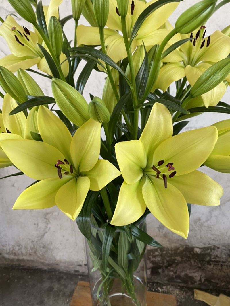 绿缘绿色百合花！新品种！淡淡的香味，芳香美丽扑鼻。