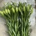 绿缘绿色百合花！新品种！淡淡的香味，芳香美丽扑鼻。