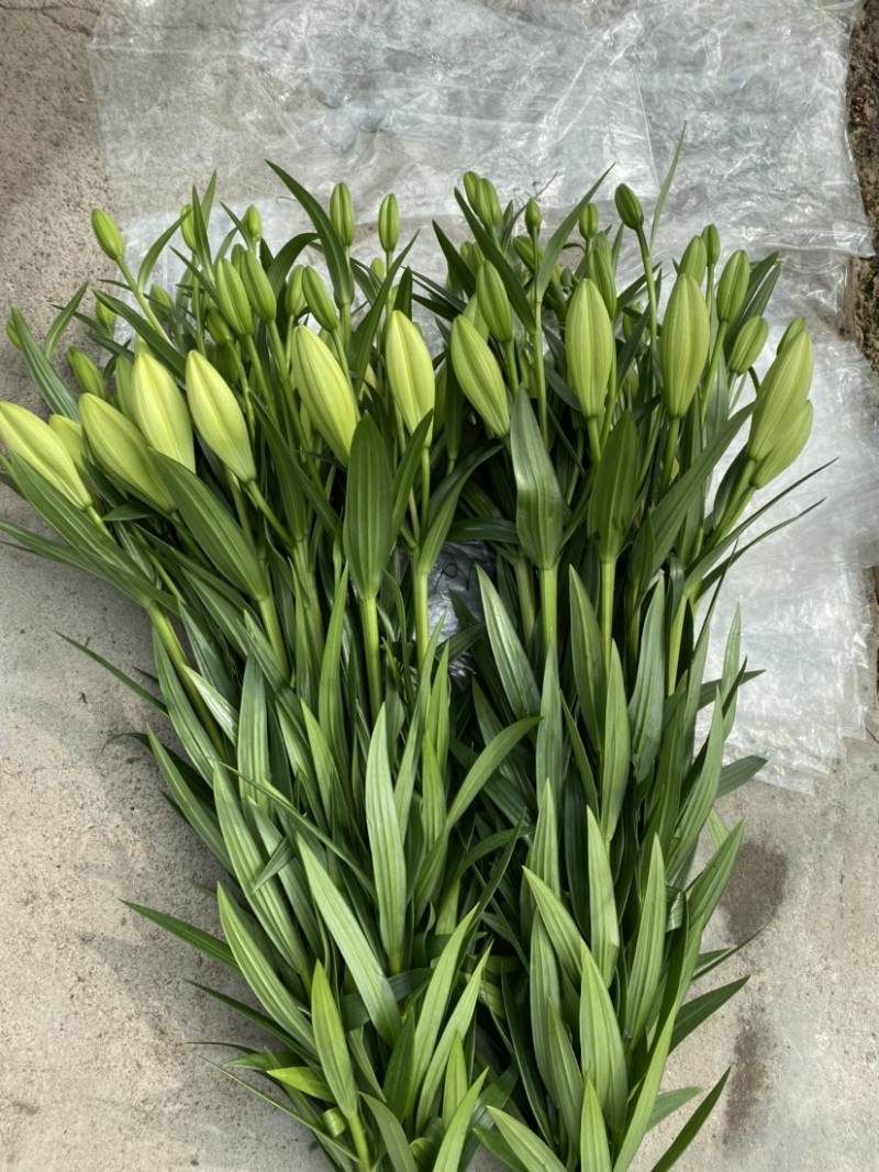 绿缘绿色百合花！新品种！淡淡的香味，芳香美丽扑鼻。