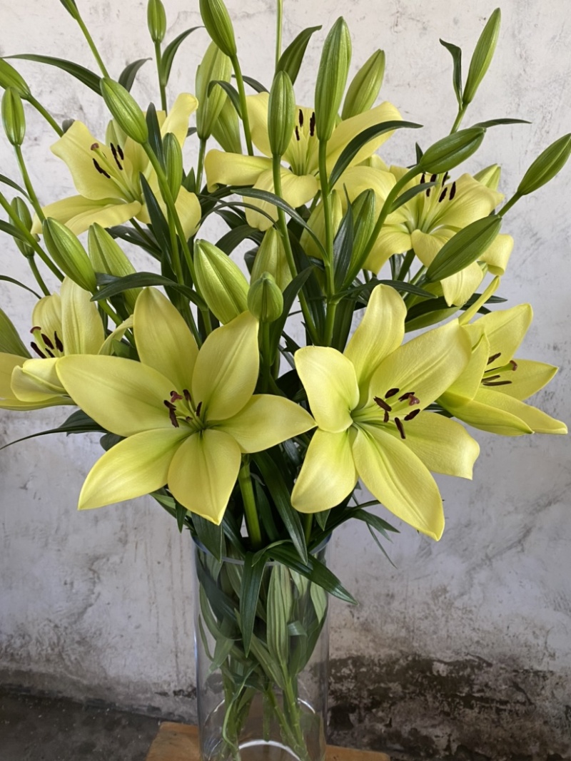 绿缘绿色百合花！新品种！淡淡的香味，芳香美丽扑鼻。