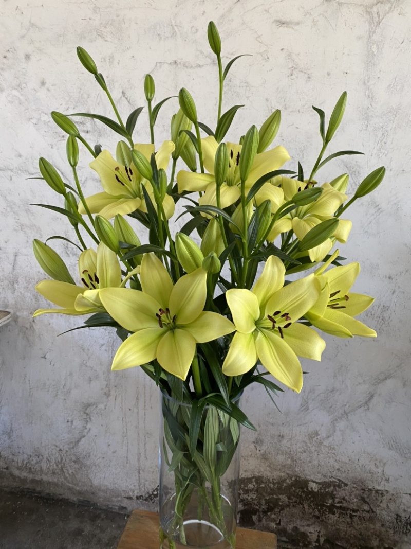 绿缘绿色百合花！新品种！淡淡的香味，芳香美丽扑鼻。