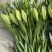 绿缘绿色百合花！新品种！淡淡的香味，芳香美丽扑鼻。