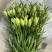 绿缘绿色百合花！新品种！淡淡的香味，芳香美丽扑鼻。