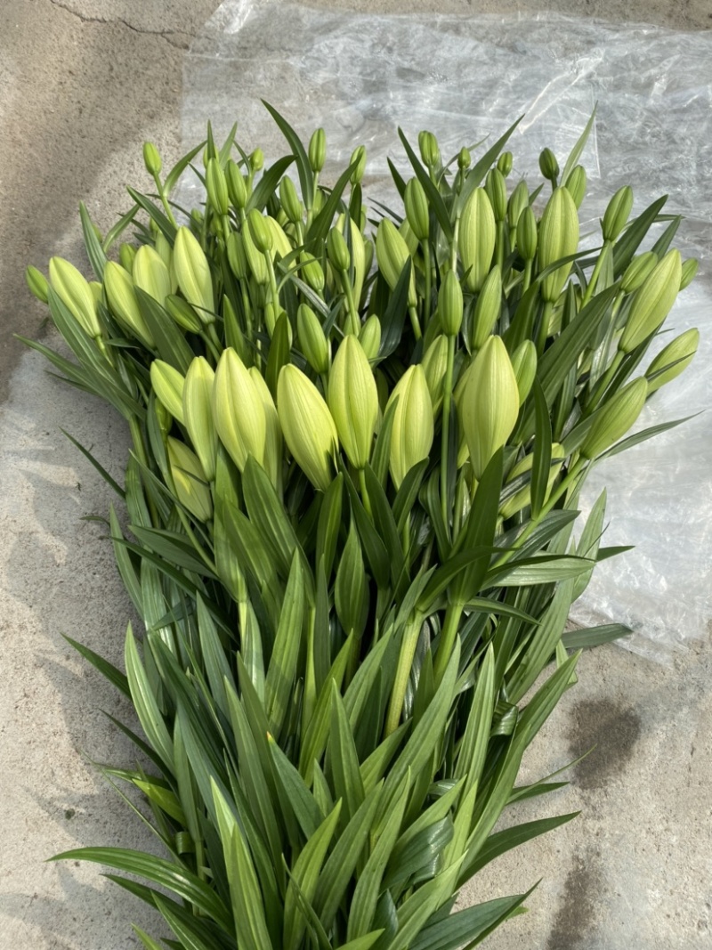 绿缘绿色百合花！新品种！淡淡的香味，芳香美丽扑鼻。