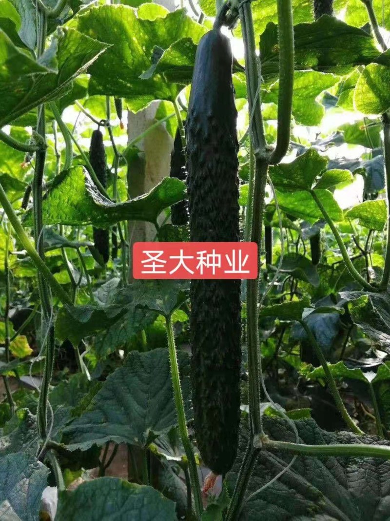 耐热嫁接黄瓜苗纯绿瓤强雌油亮型品种口感清脆甜可露地可大棚