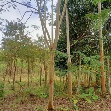 出售各种规格绿化园林凤凰树，基地直销一手货源8至25公分