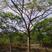 出售各种规格绿化园林凤凰树，基地直销一手货源8至25公分
