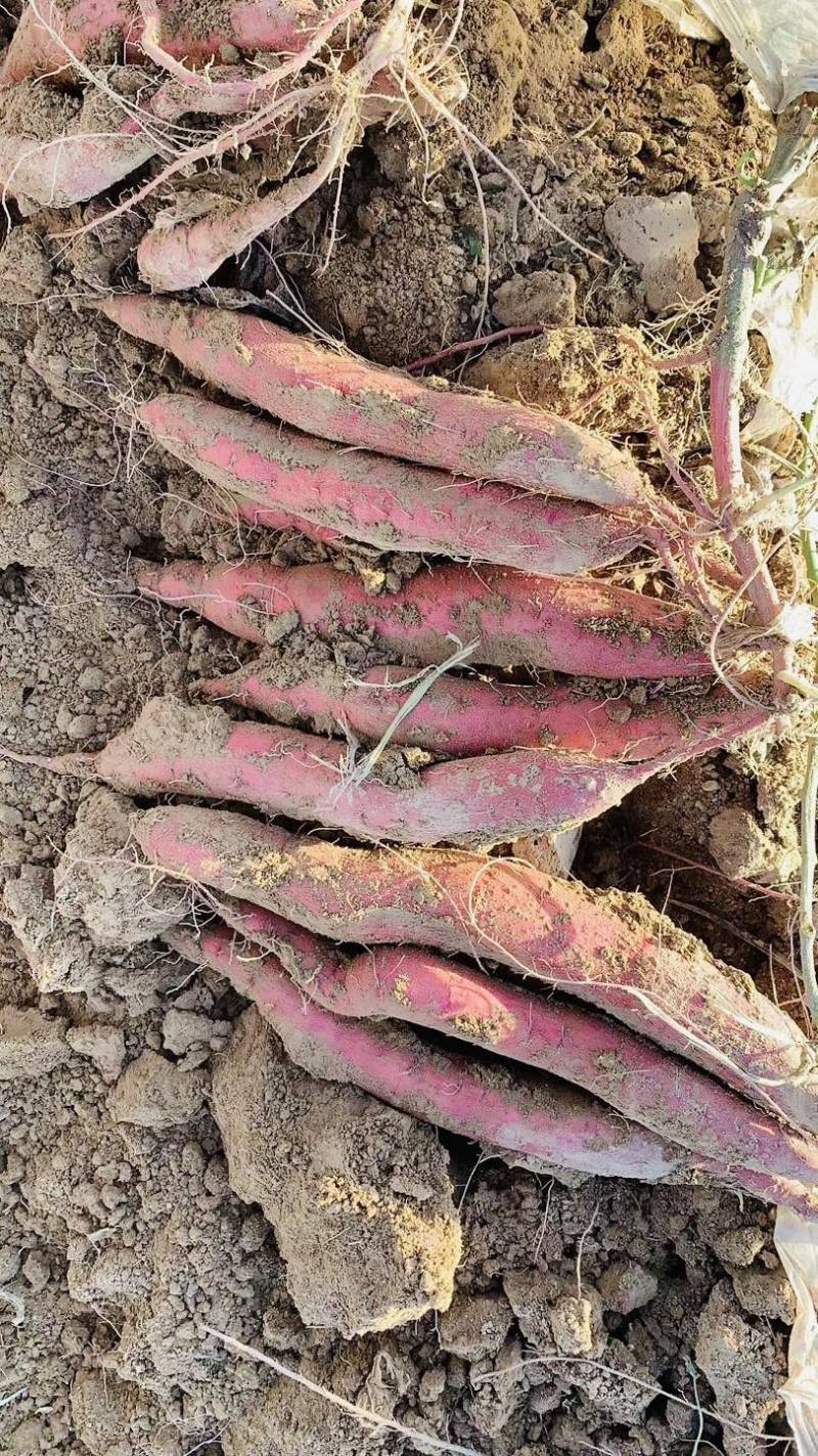 秦薯5号原原种红薯苗，短蔓型红薯【基地直供】