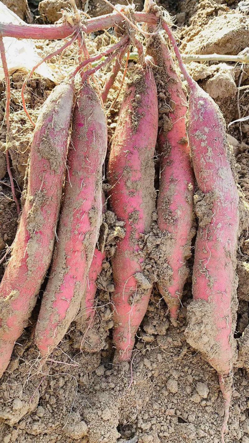 秦薯5号原原种红薯苗，短蔓型红薯【基地直供】