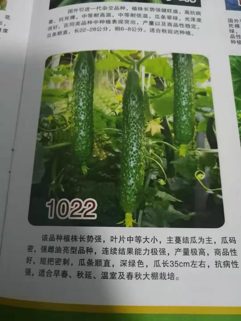 耐热嫁接黄瓜苗纯绿瓤强雌油亮型品种口感清脆甜可露地可大棚