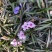 双色芦莉（蓝色、粉红色）花期久，一年四季基本带花