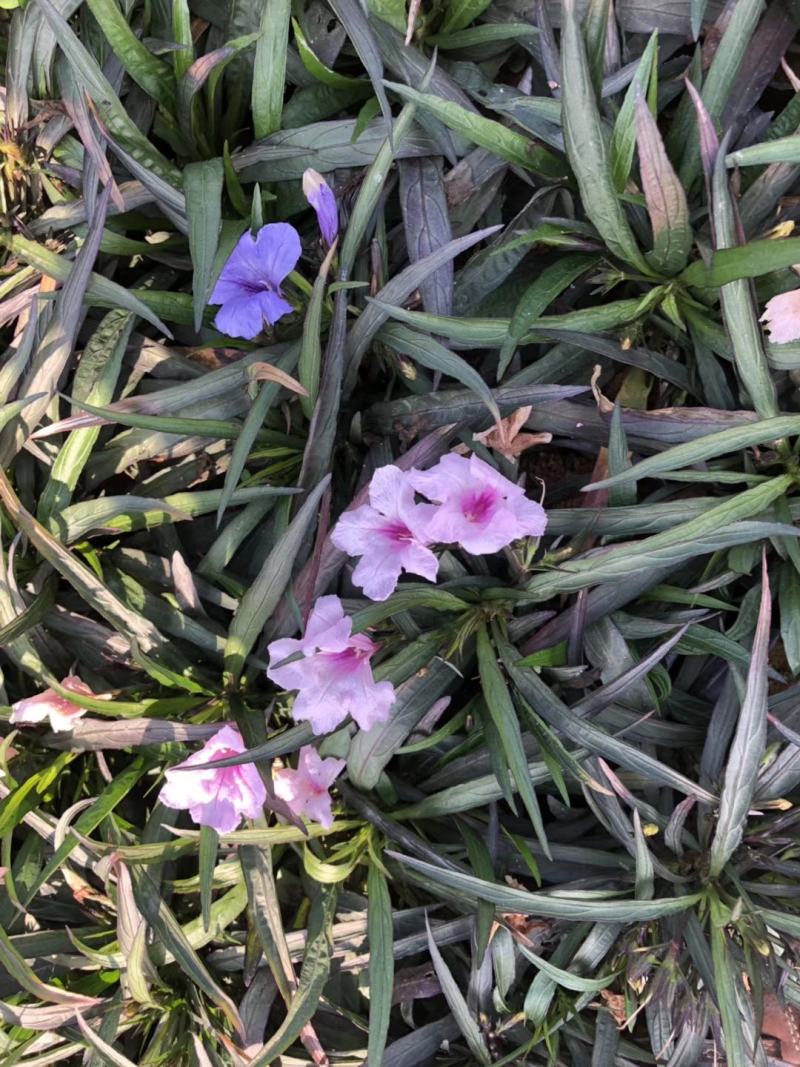 双色芦莉（蓝色、粉红色）花期久，一年四季基本带花