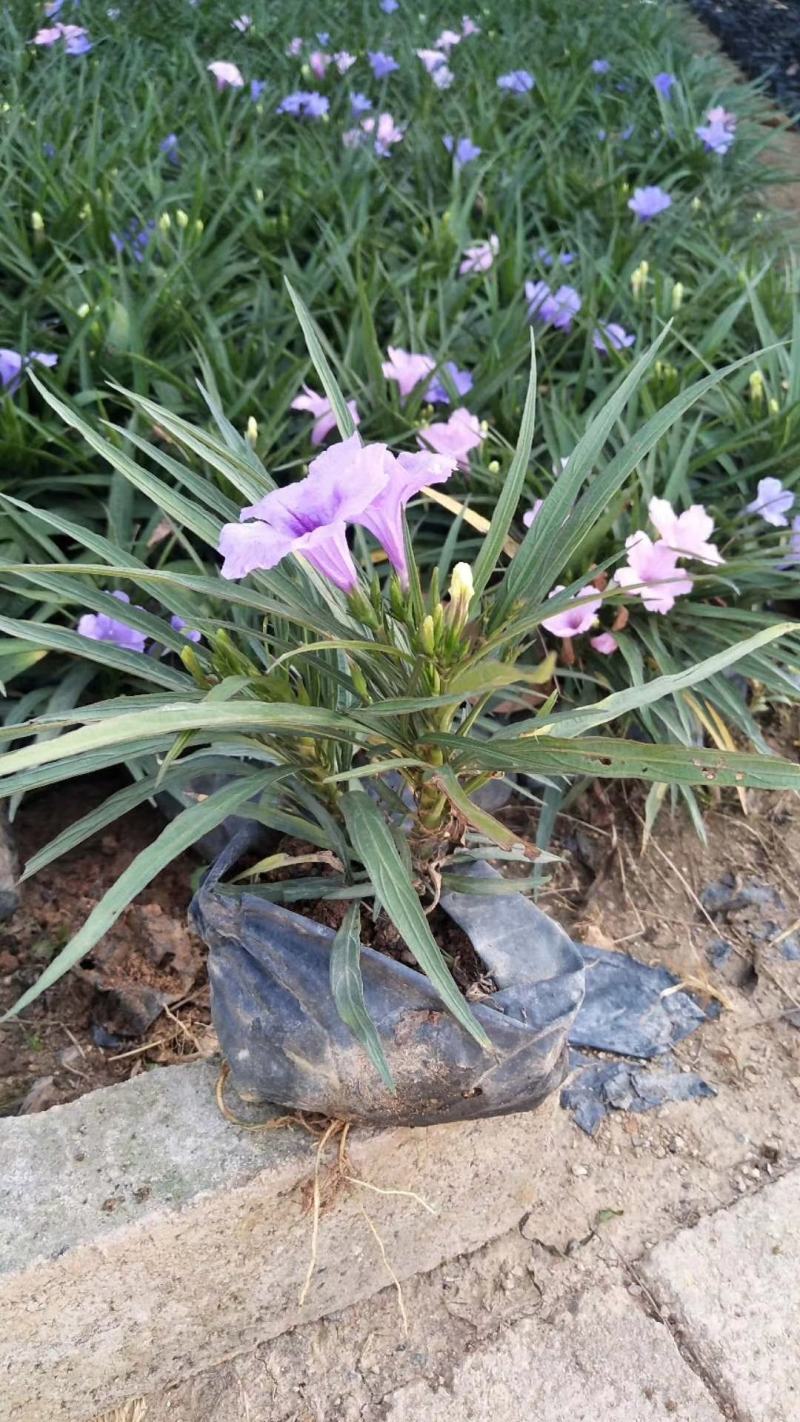双色芦莉（蓝色、粉红色）花期久，一年四季基本带花