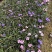 双色芦莉（蓝色、粉红色）花期久，一年四季基本带花