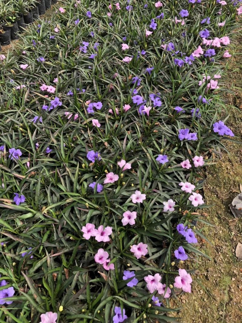 双色芦莉（蓝色、粉红色）花期久，一年四季基本带花