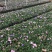 双色芦莉（蓝色、粉红色）花期久，一年四季基本带花