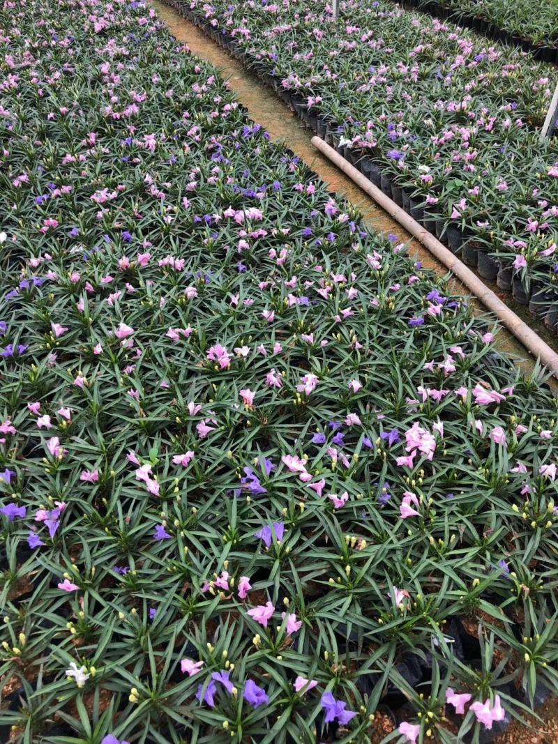 双色芦莉（蓝色、粉红色）花期久，一年四季基本带花