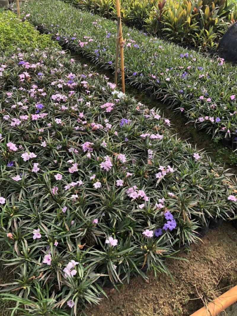 双色芦莉（蓝色、粉红色）花期久，一年四季基本带花