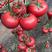 普罗旺斯西红柿种苗口感粉果西红柿大毛粉番茄苗