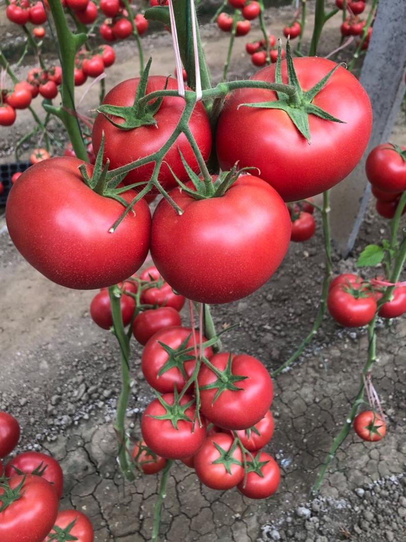 普罗旺斯西红柿种苗口感粉果西红柿大毛粉番茄苗