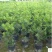 罗汉松树苗珍珠米叶雀舌小苗绿植盆栽盆景苗包邮