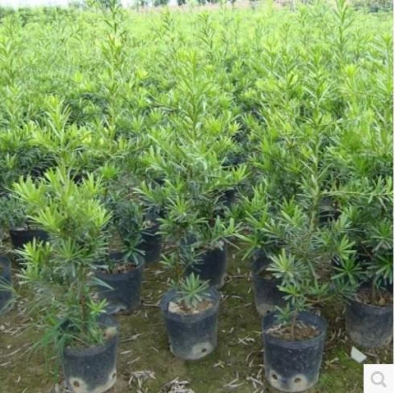 罗汉松树苗珍珠米叶雀舌小苗绿植盆栽盆景苗包邮